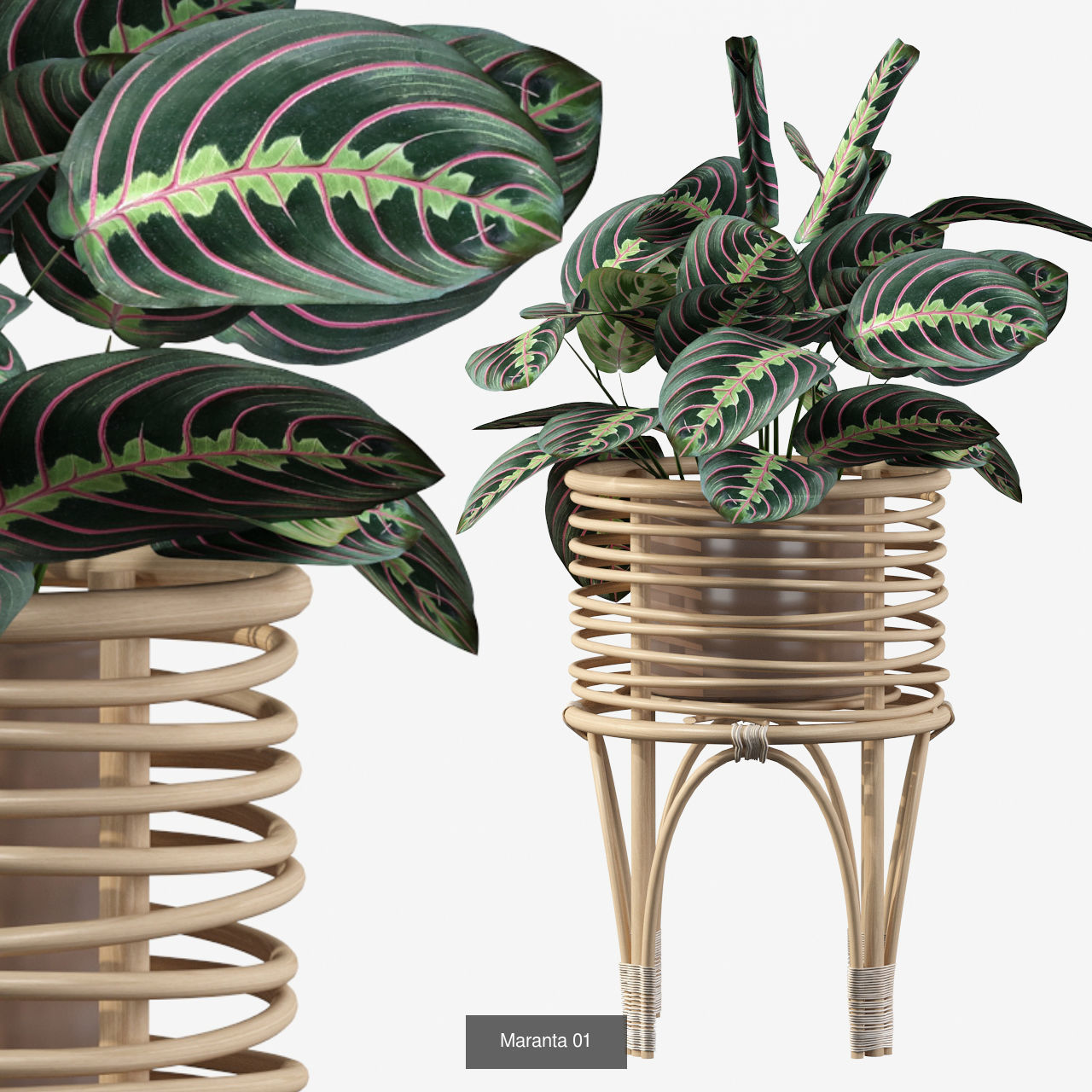 Complete Interior Plant Collection 25 Flowers _9