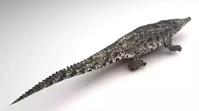 Crocodile 3D model