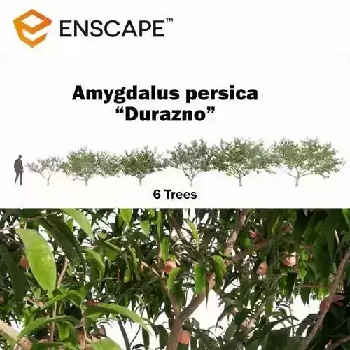Amygdalus persica - Durazno 3D model