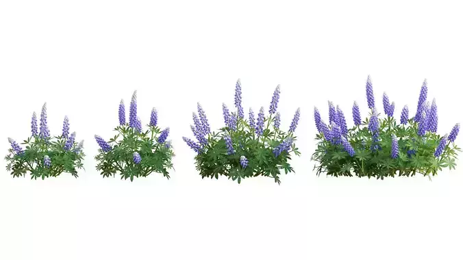 Lupinus Persian Slipper 3D model