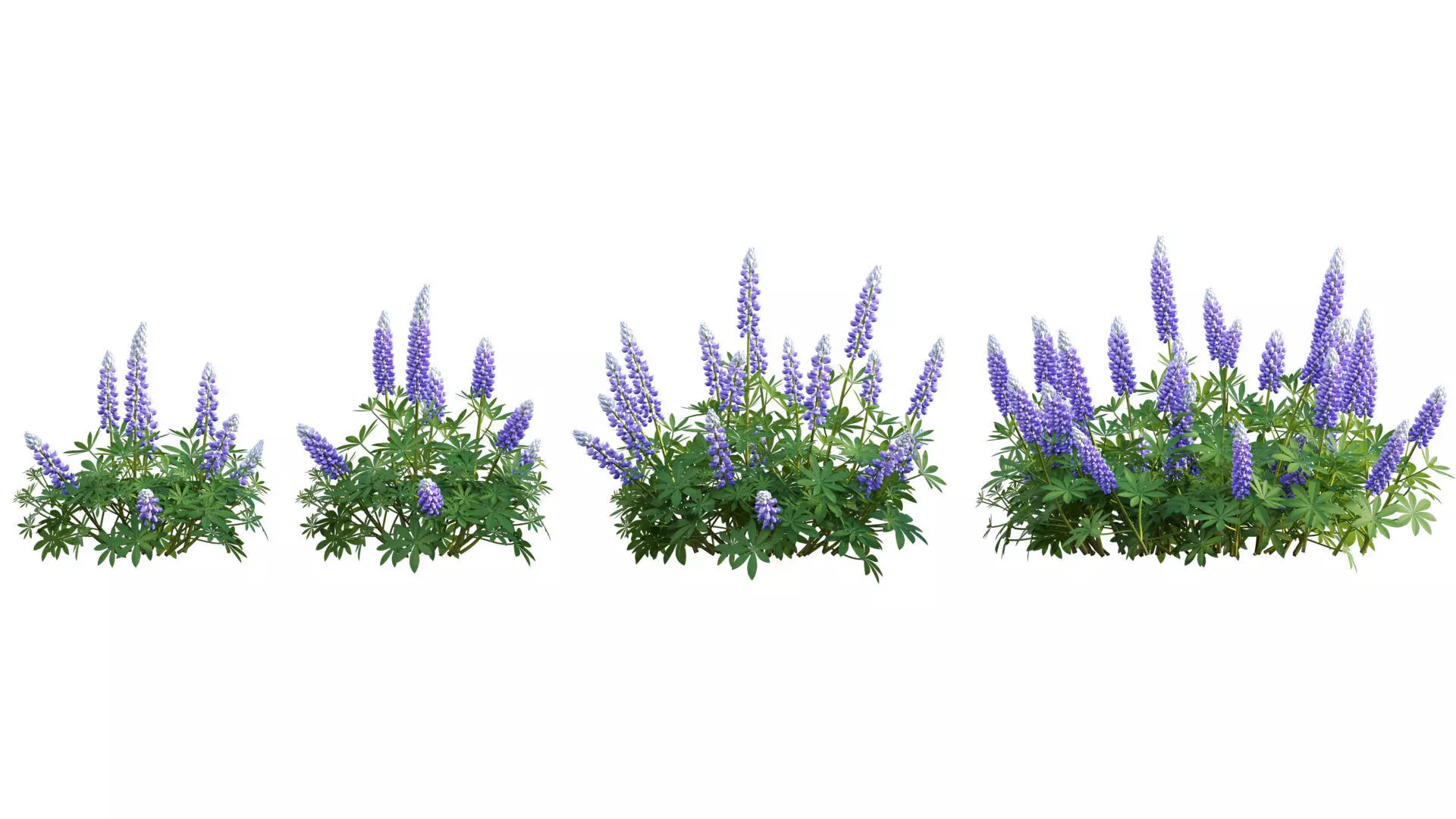 Lupinus Persian Slipper 3D model