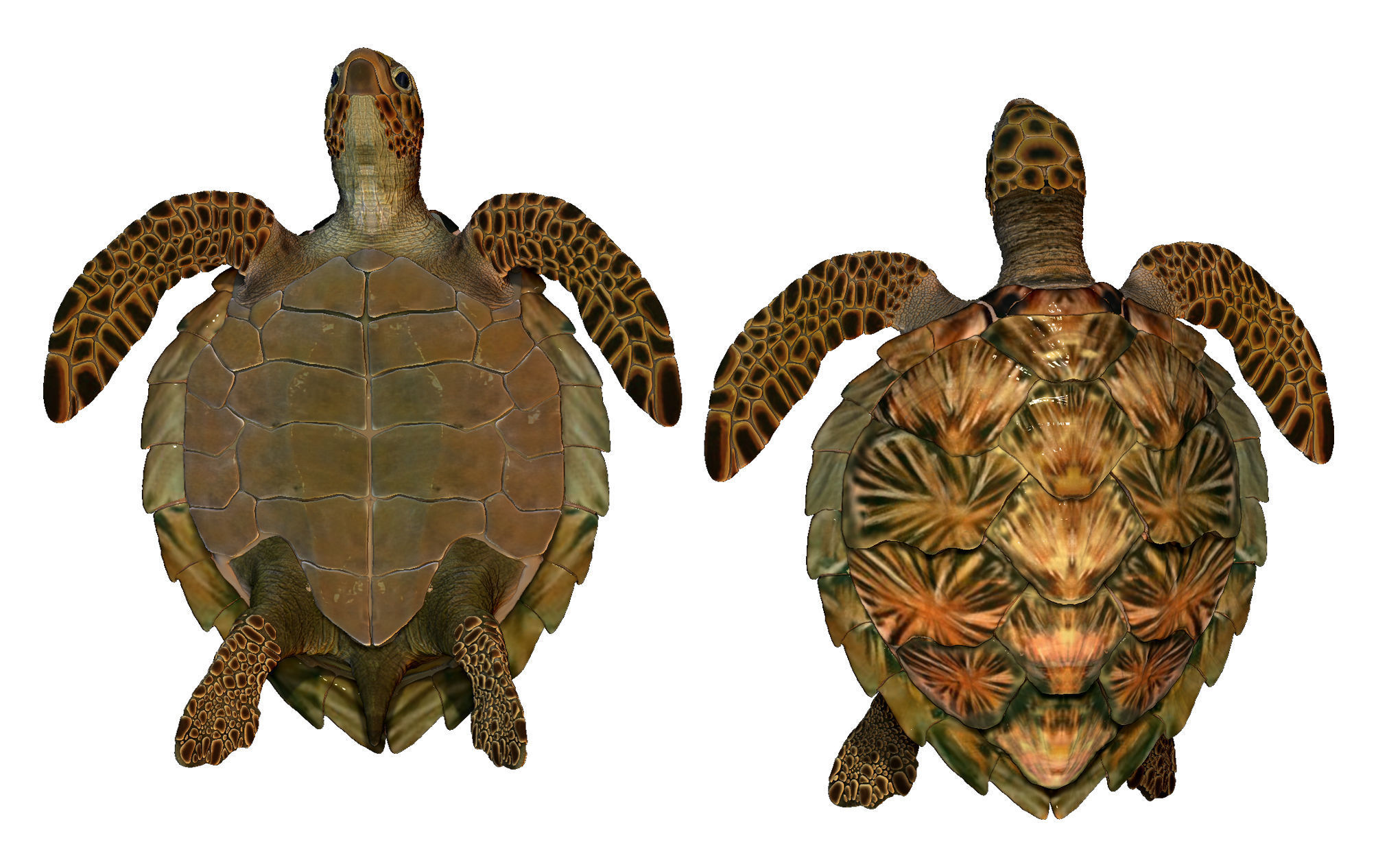 Sea Turtle  3 models 3D print model_6