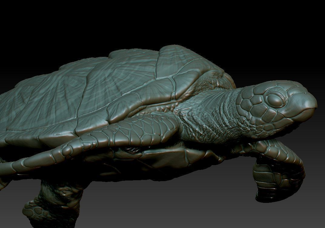 Sea Turtle  3 models 3D print model_7