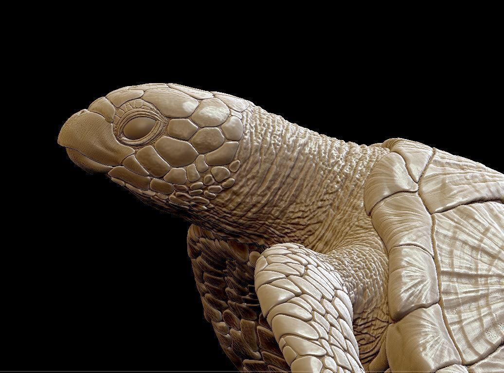 Sea Turtle  3 models 3D print model_3