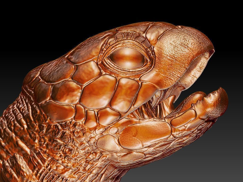 Sea Turtle  3 models 3D print model_4