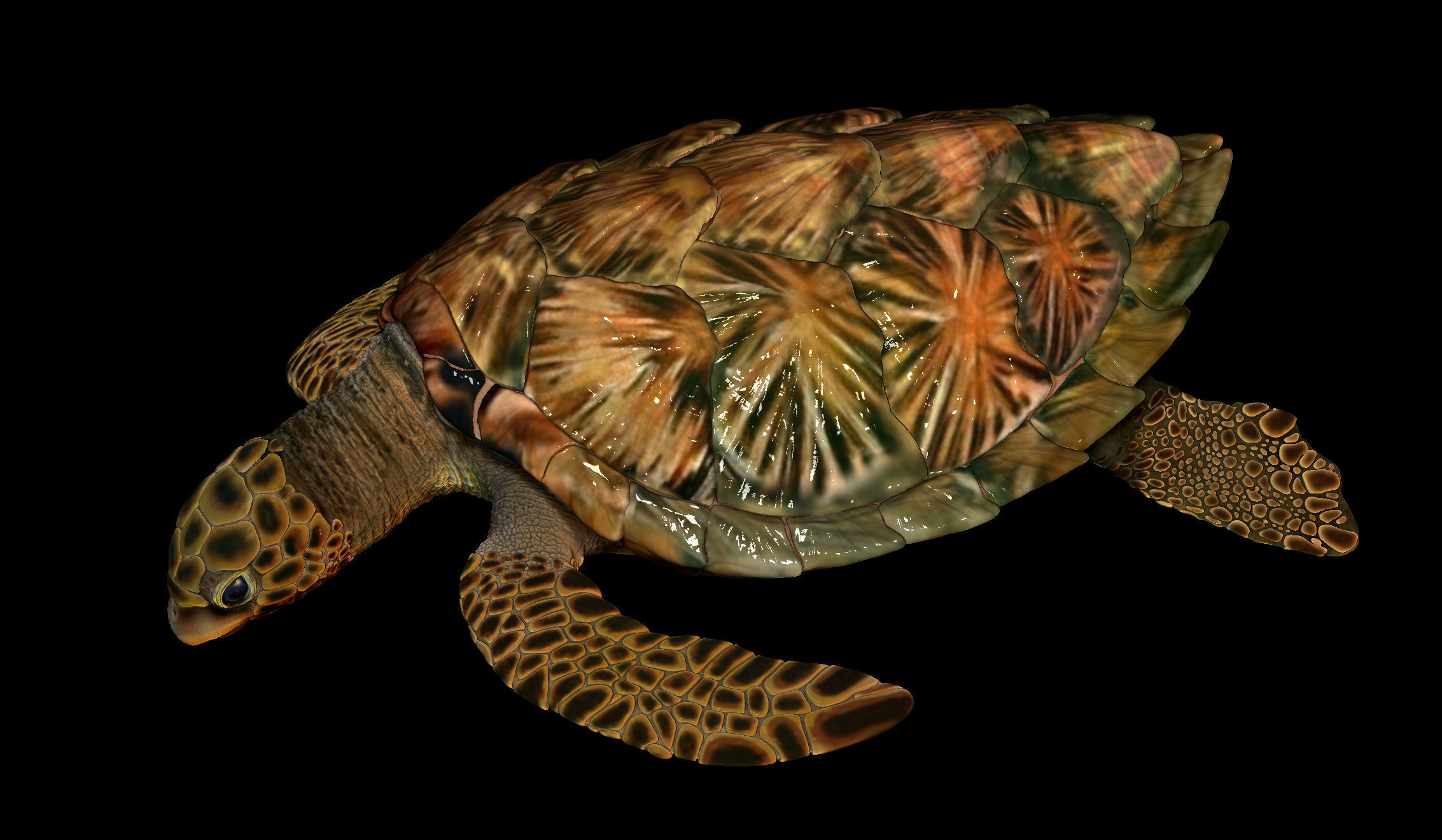Sea Turtle  3 models 3D print model_10