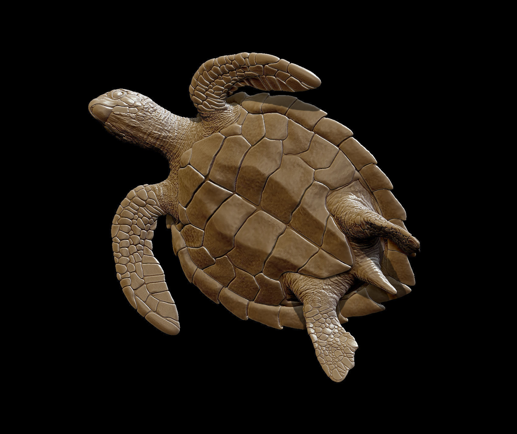 Sea Turtle  3 models 3D print model_5