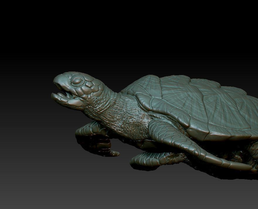 Sea Turtle  3 models 3D print model_8