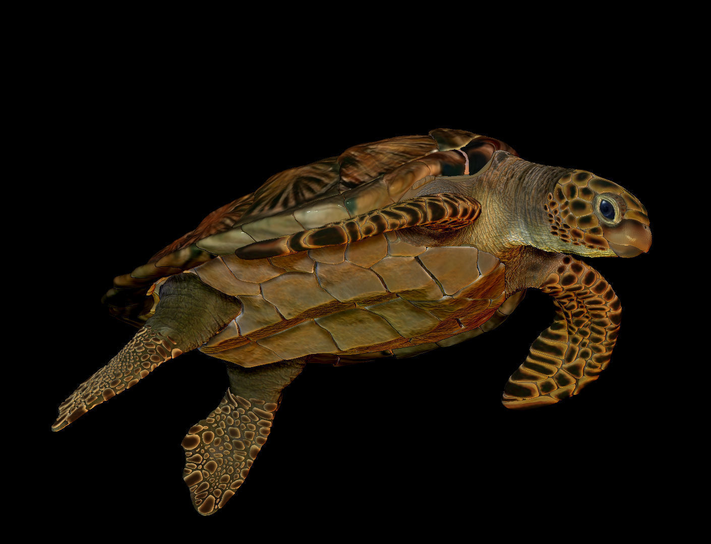 Sea Turtle  3 models 3D print model_9