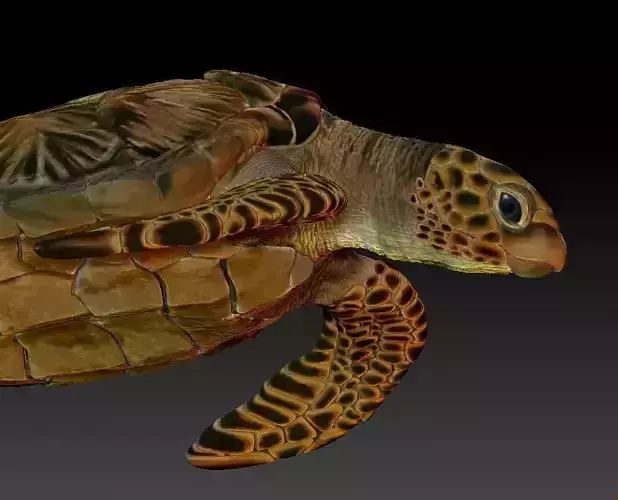 Sea Turtle  3 models 3D print model