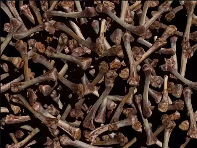 2 PILE OF BIRNED BONES