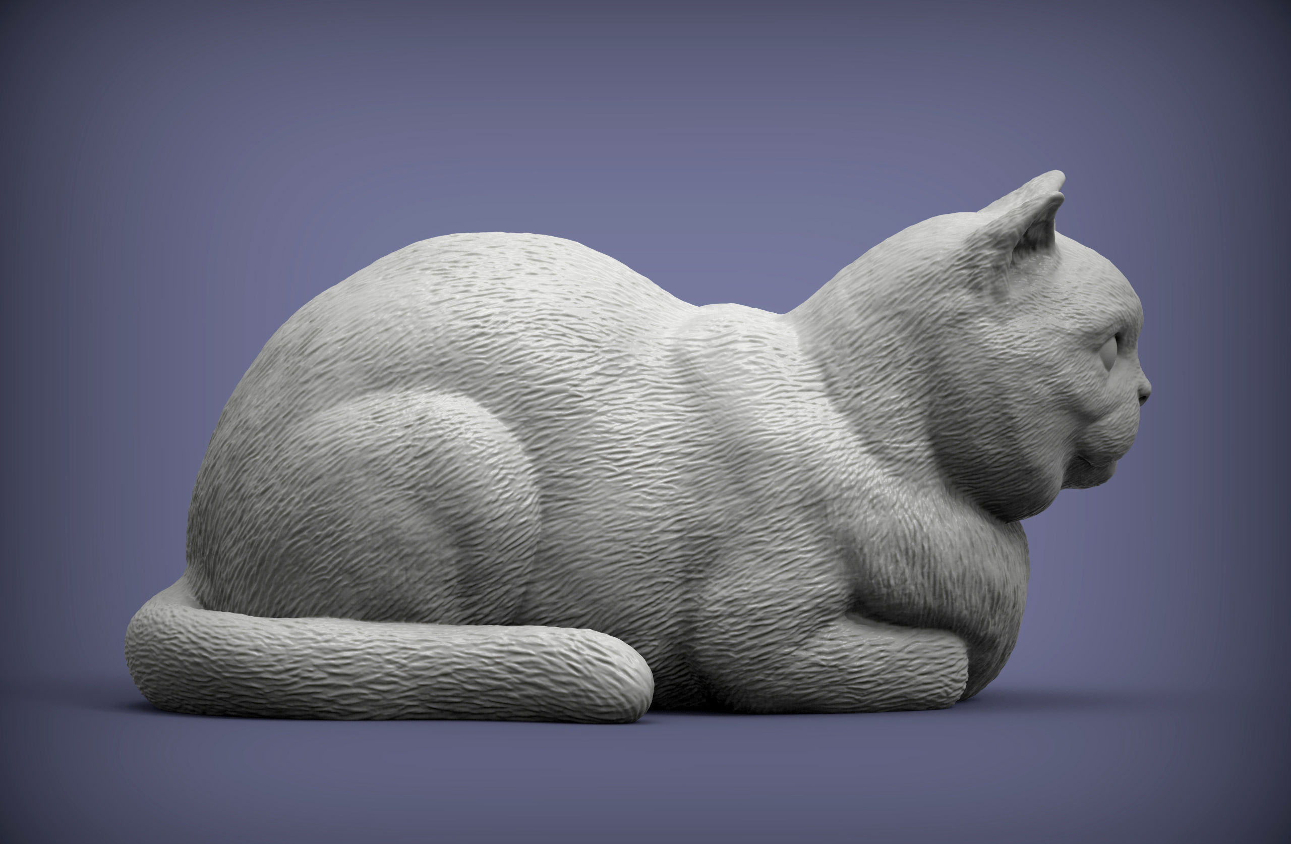 british shorthair cat 3D print model_3