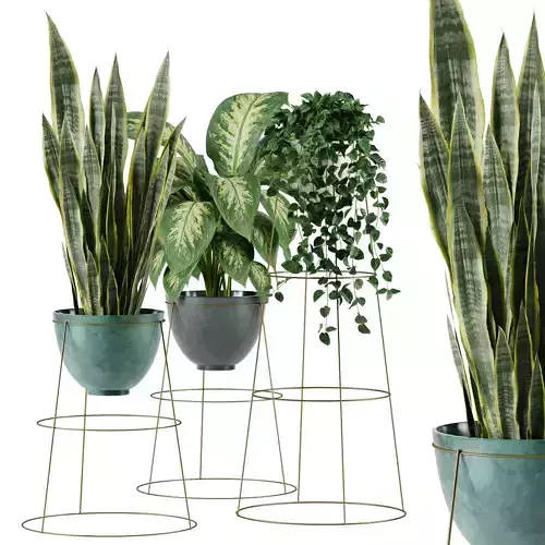 Indoor Plants set 17