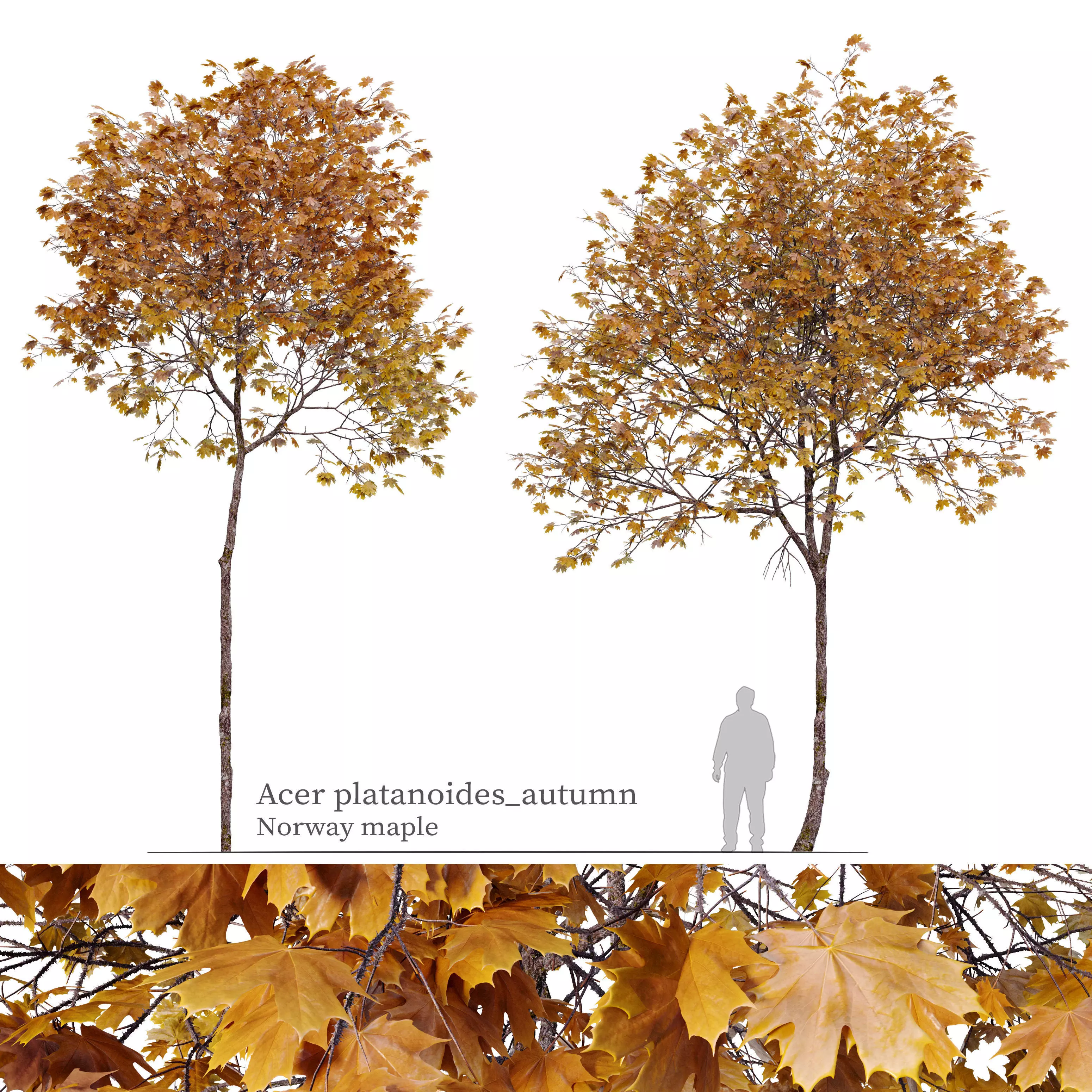 Autumn Acer platanoides 3D model