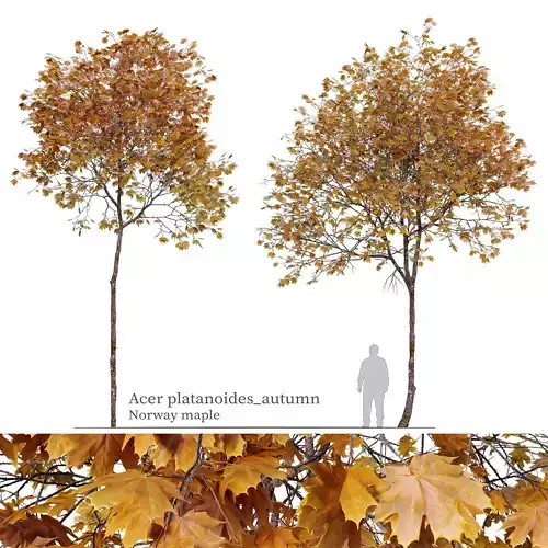 Autumn Acer platanoides