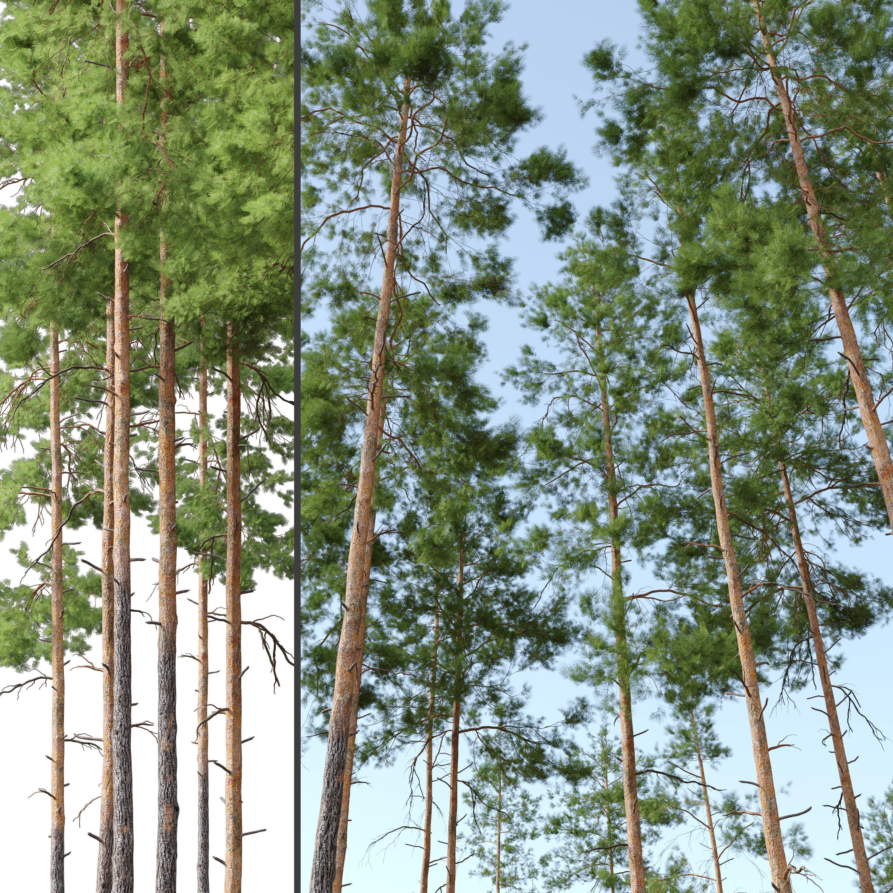 Pinus sylvestris 04 3D model_3