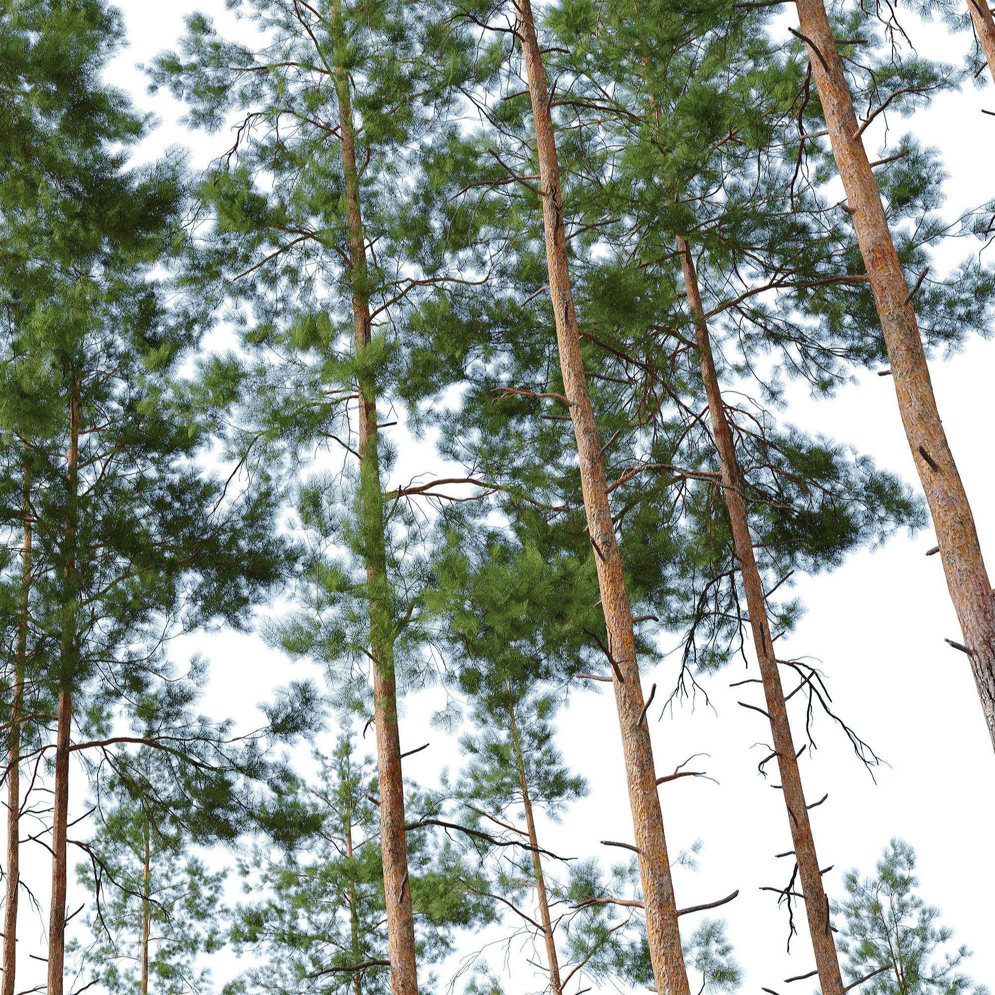 Pinus sylvestris 04 3D model_5