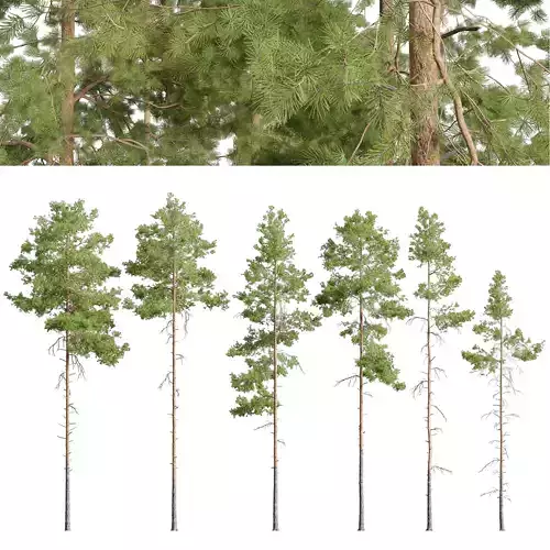 Pinus sylvestris 04 3D model