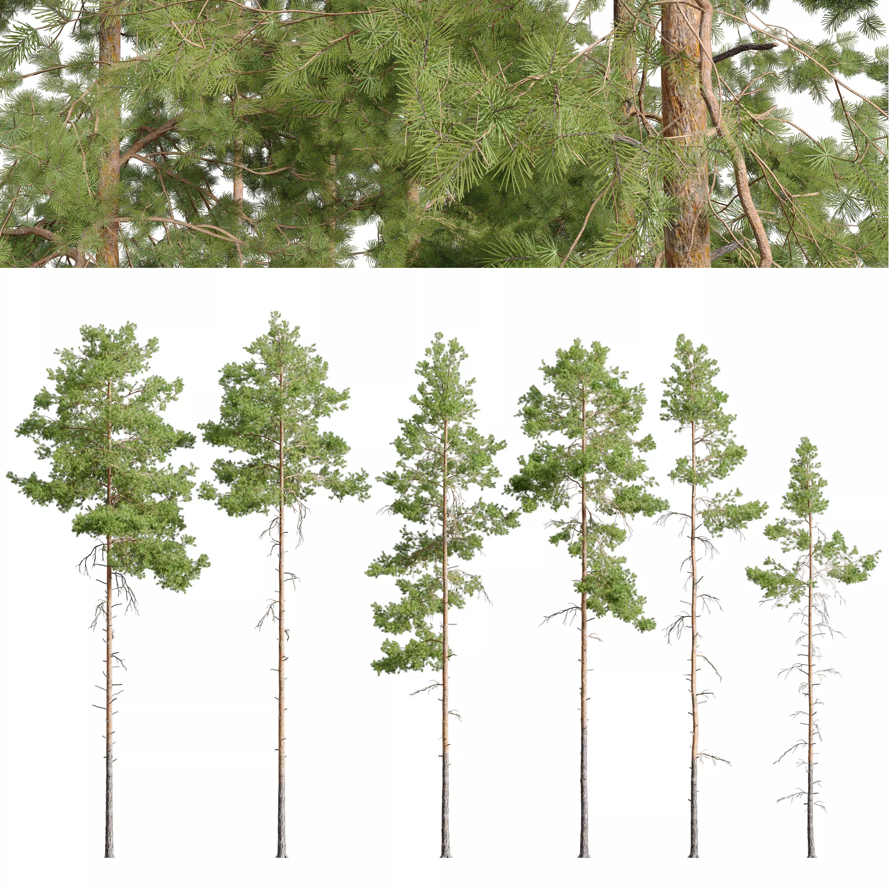 Pinus sylvestris 04 3D model_0