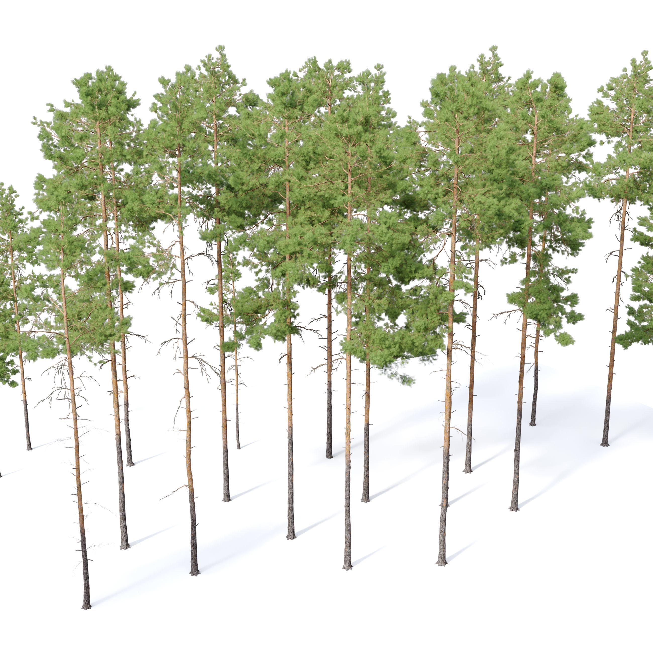 Pinus sylvestris 04 3D model_4