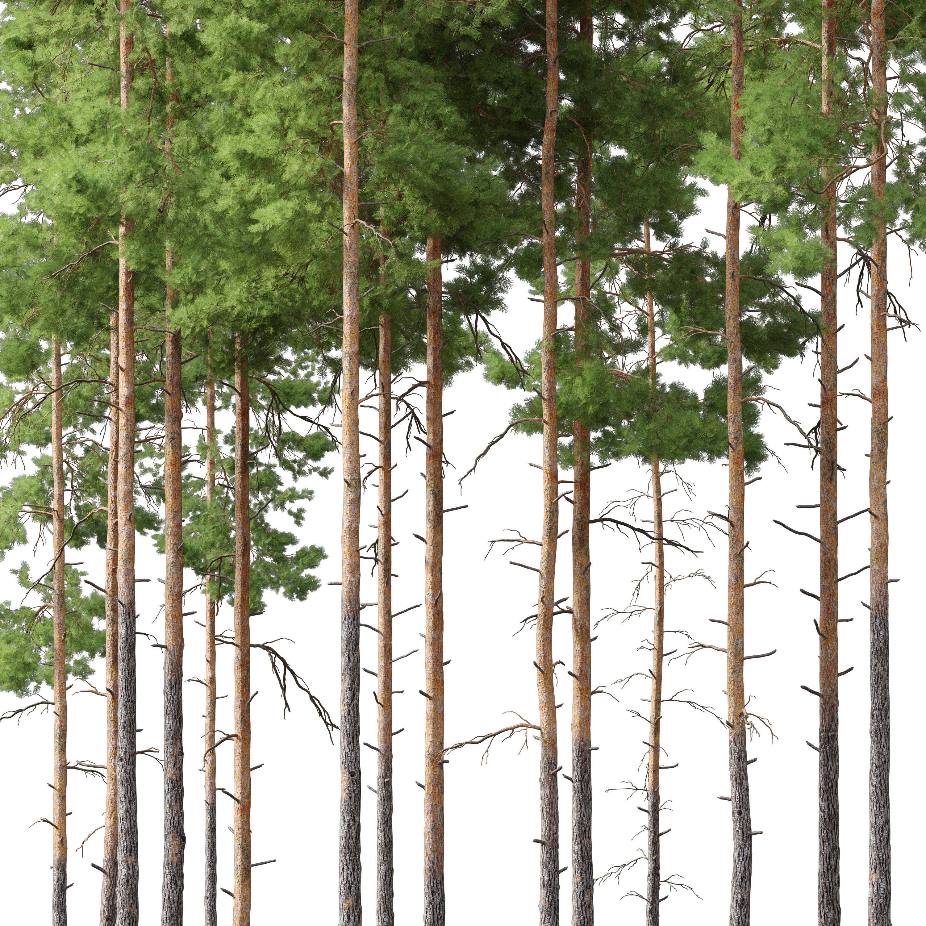 Pinus sylvestris 04 3D model_2