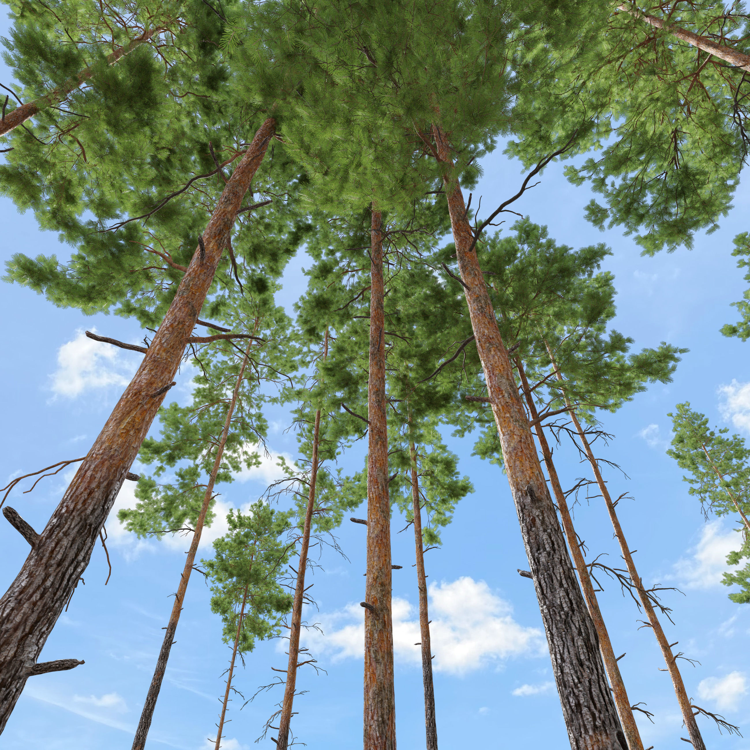 Pinus sylvestris 04 3D model_1