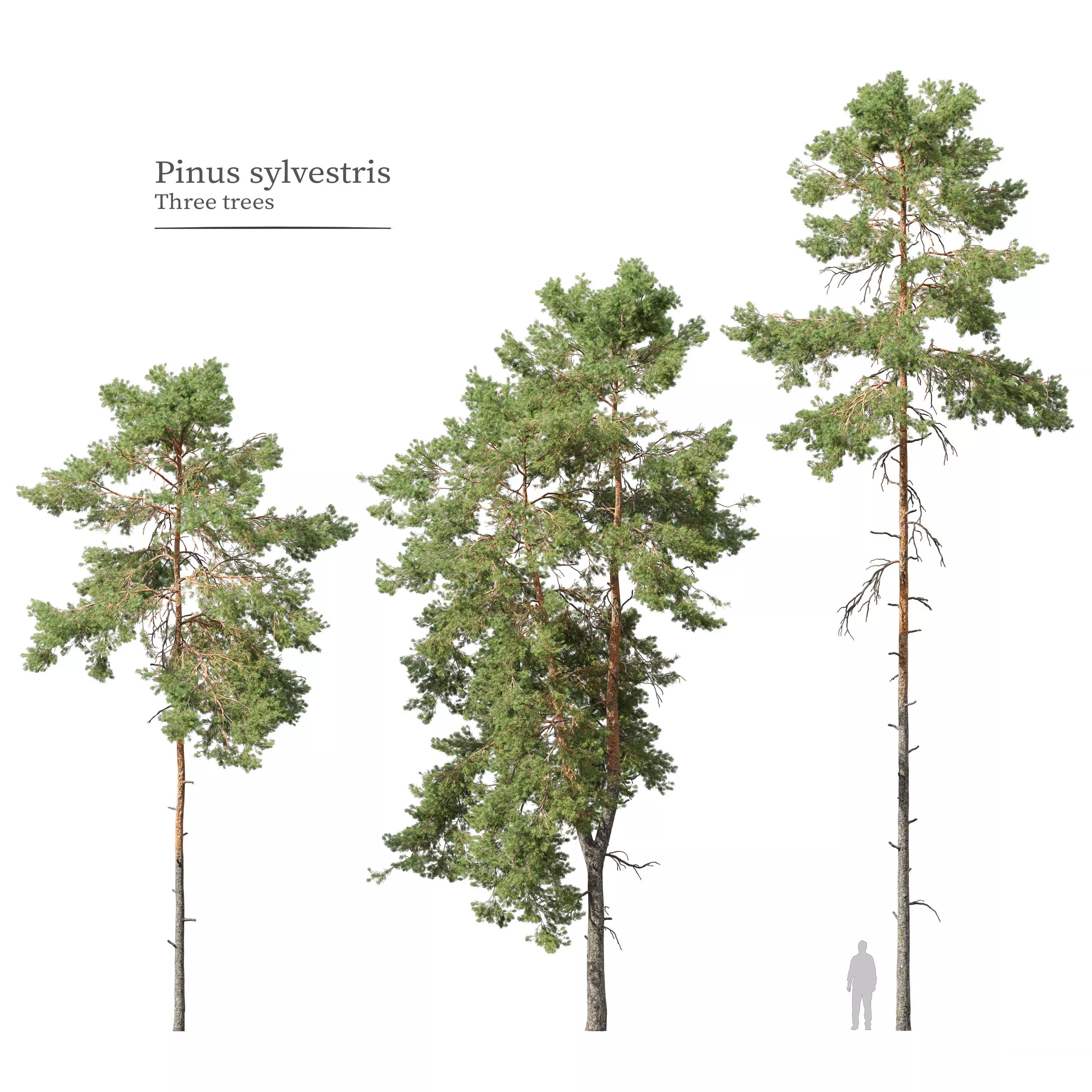 Pinus sylvestris 05 3D model_0