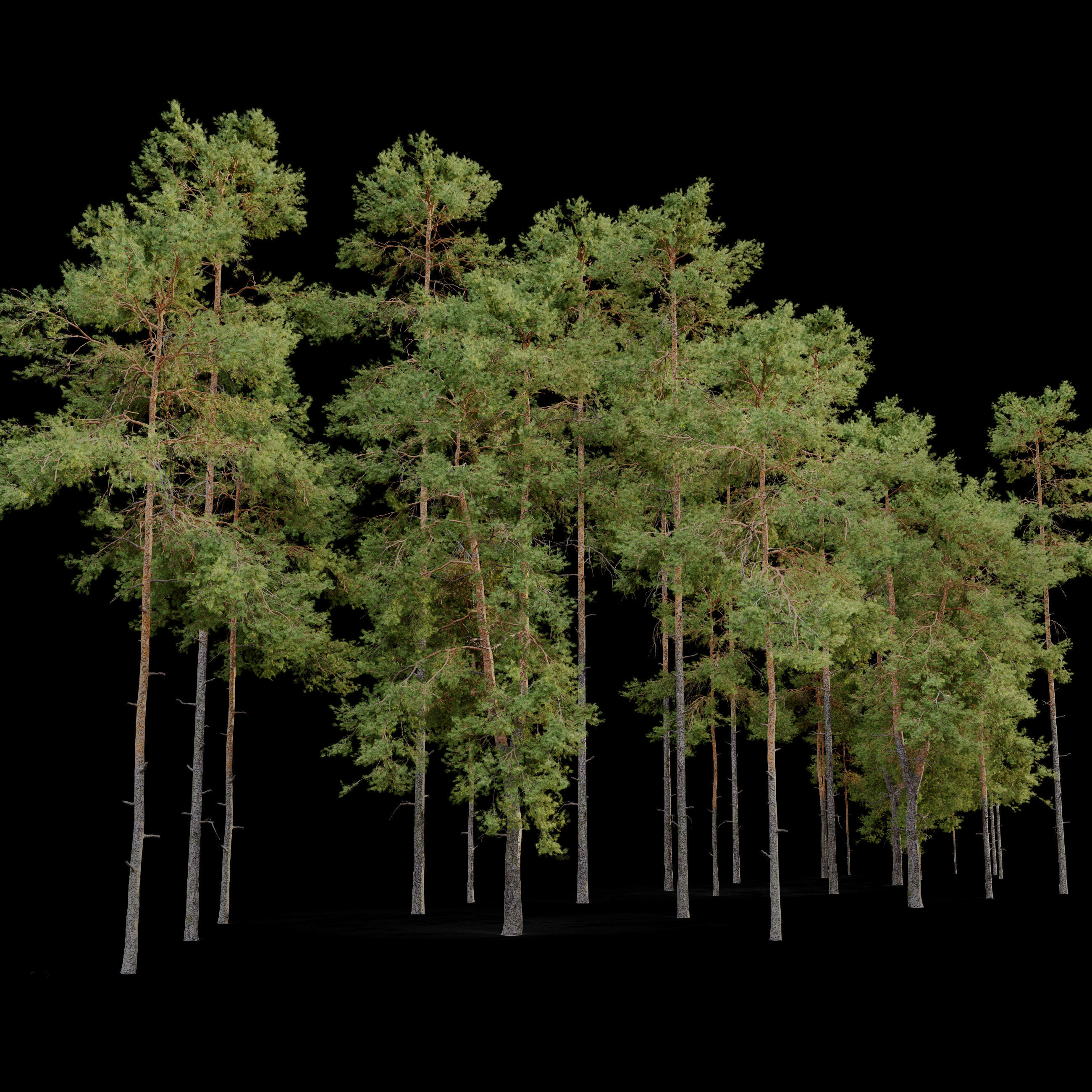 Pinus sylvestris 05 3D model_4