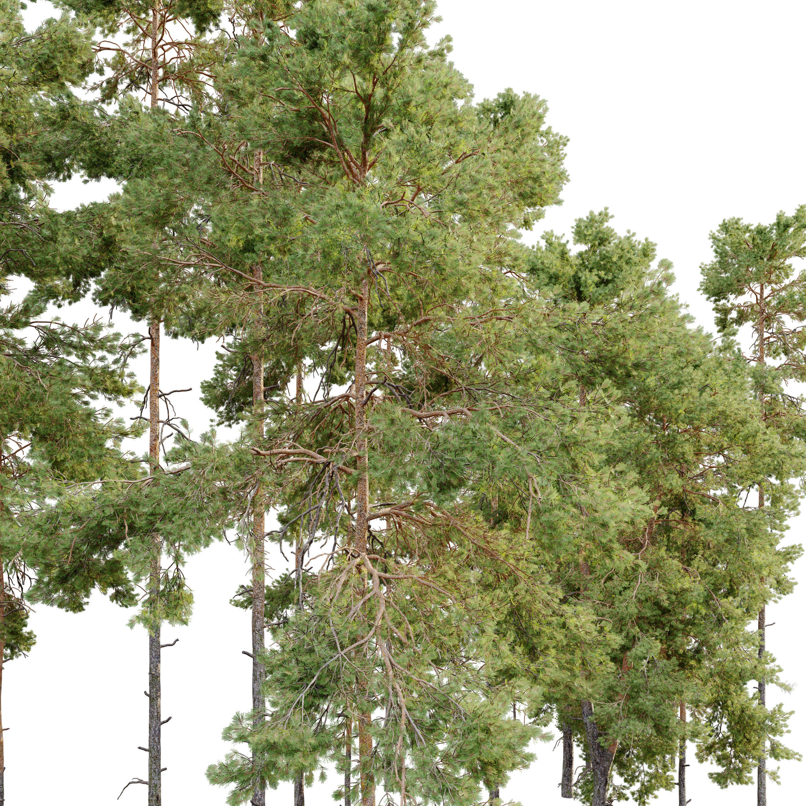 Pinus sylvestris 05 3D model_2