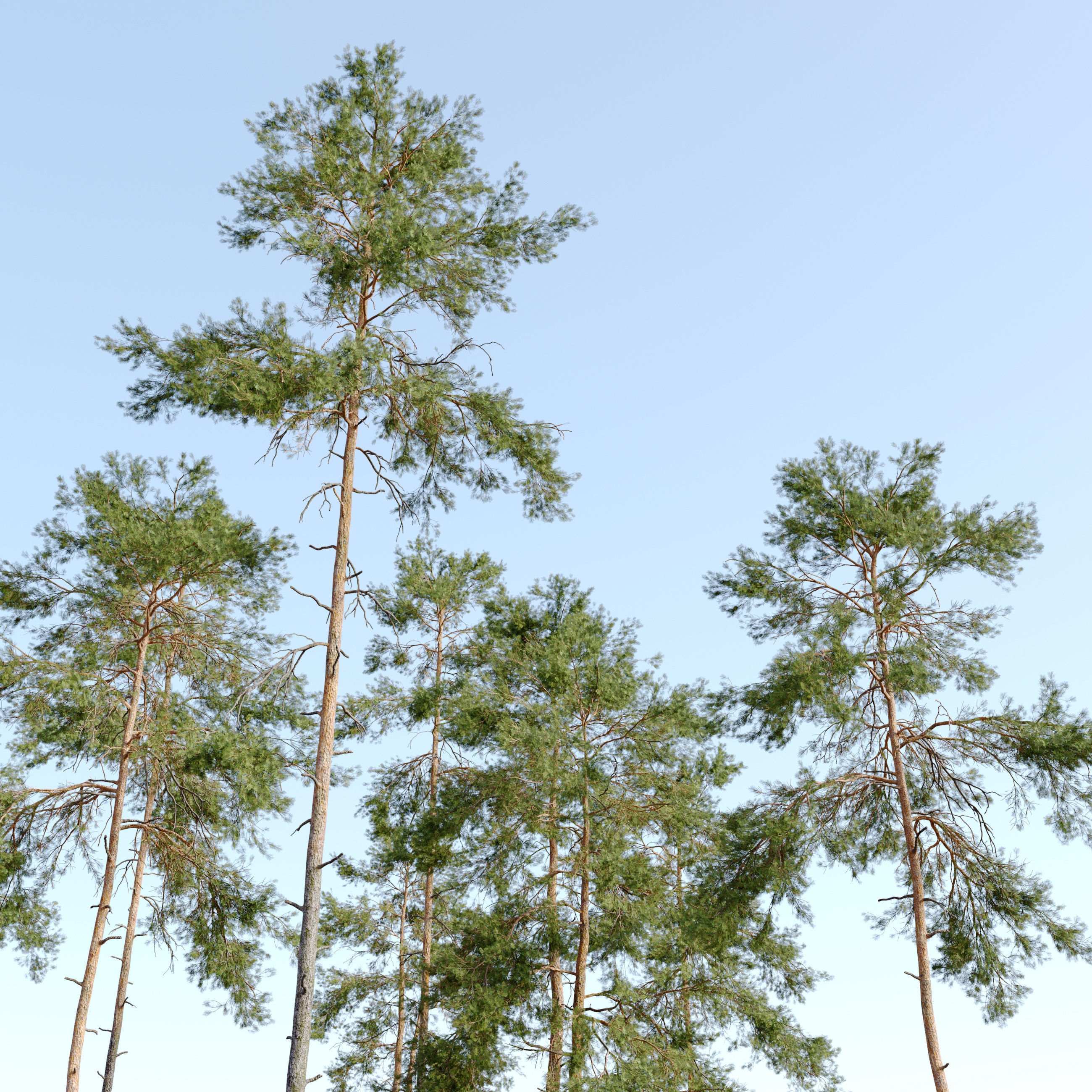 Pinus sylvestris 05 3D model_1
