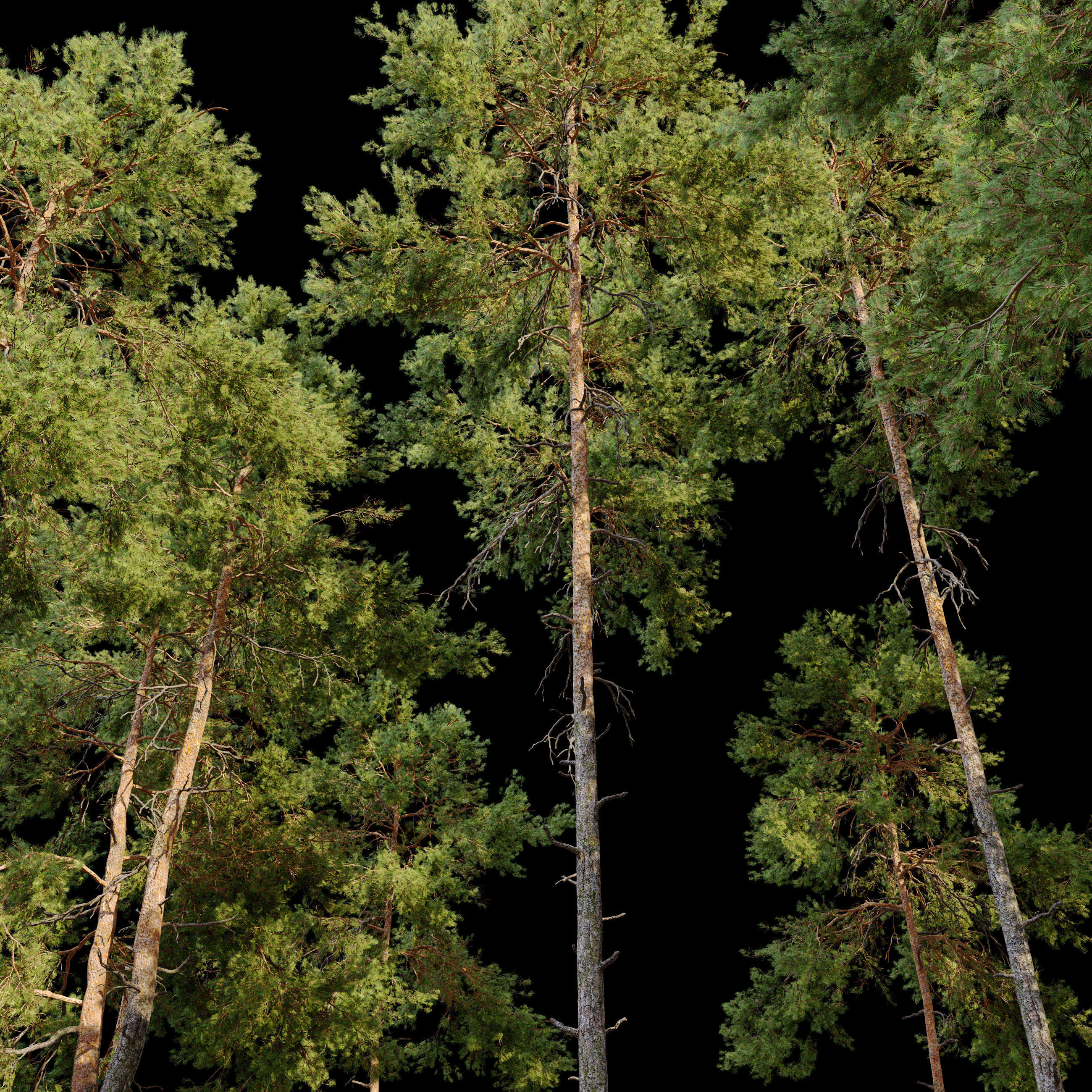 Pinus sylvestris 05 3D model_6