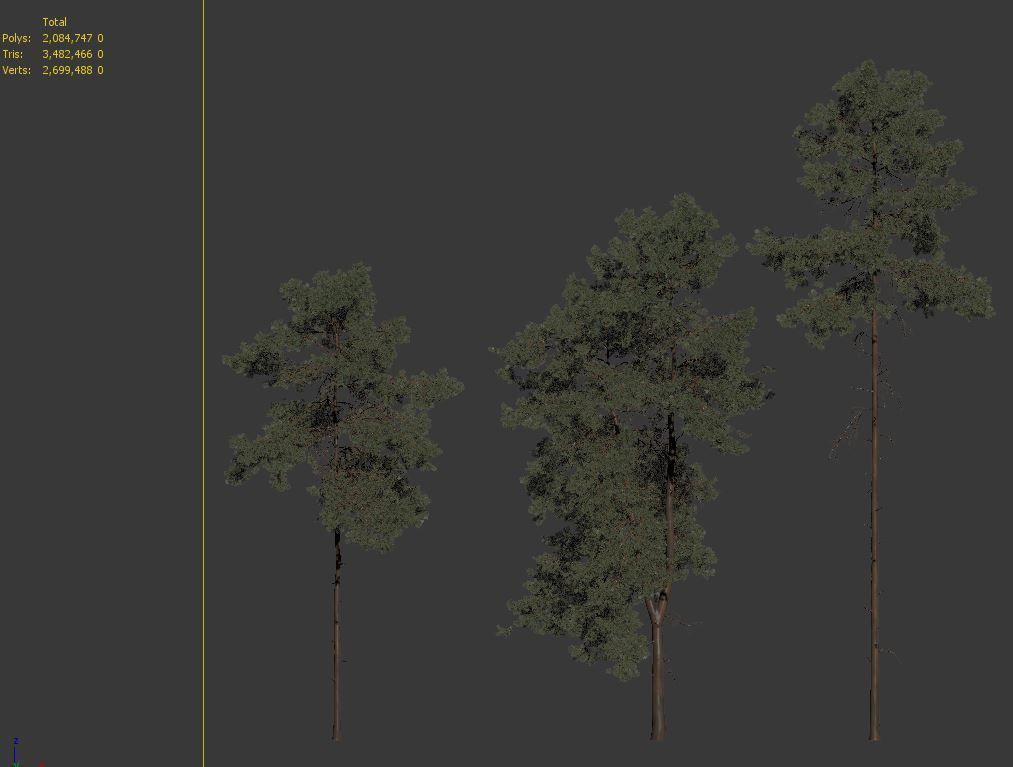 Pinus sylvestris 05 3D model_8