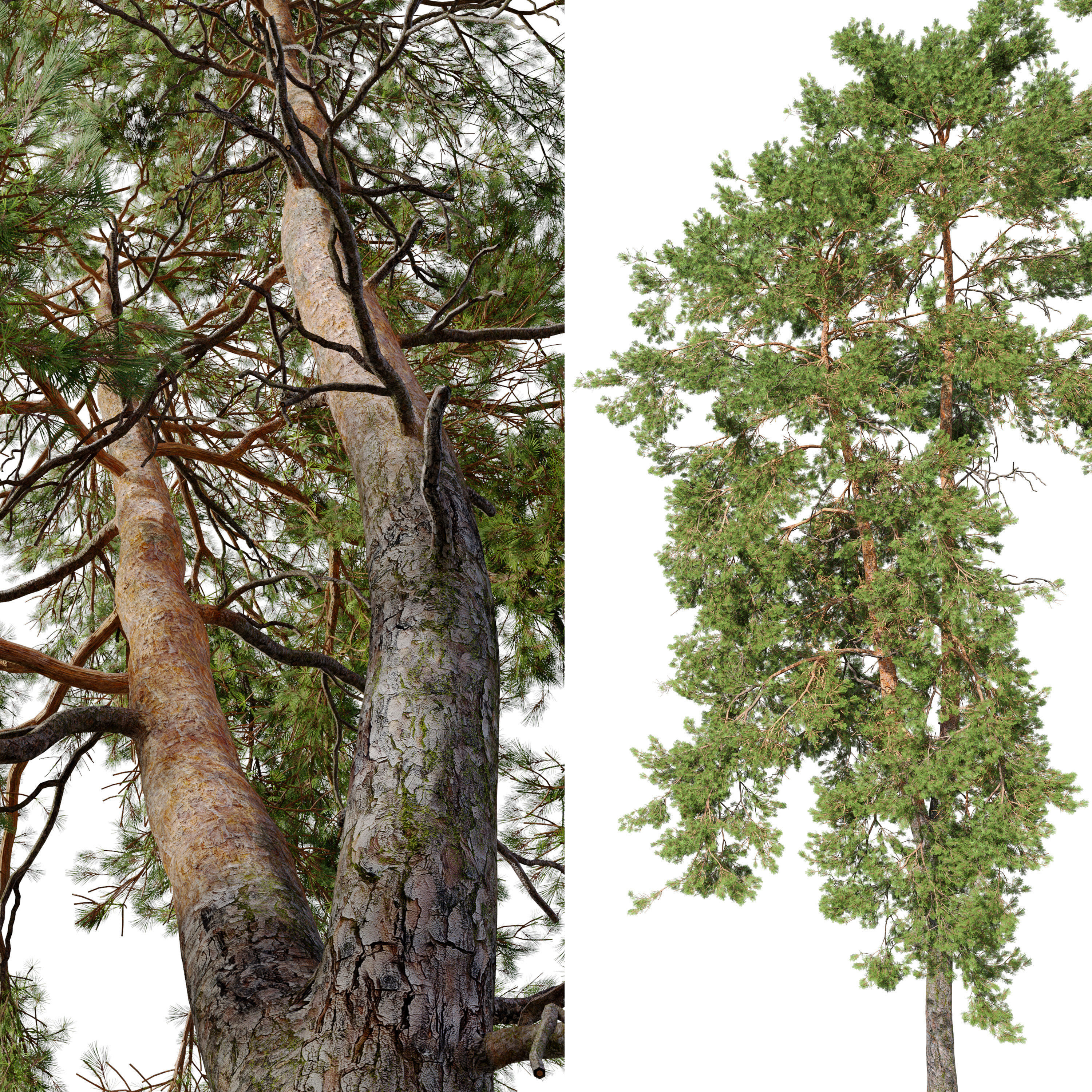Pinus sylvestris 05 3D model_3
