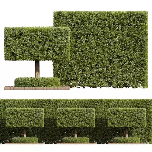 New Plant Ficus Concinna Bonsai Pruned11 3D model