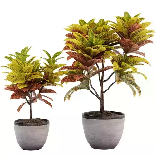 Croton plants - 01