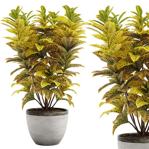 Croton plants - 02 3D model