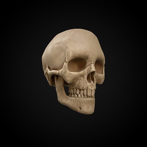 Skull Low poly Geme ready anatomy model Low-poly 3D model