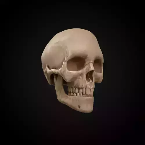 Skull Low poly Geme ready anatomy model