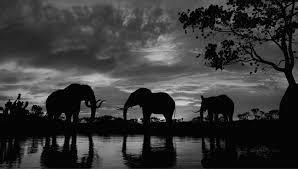 Elephant vase design 3D print model_10