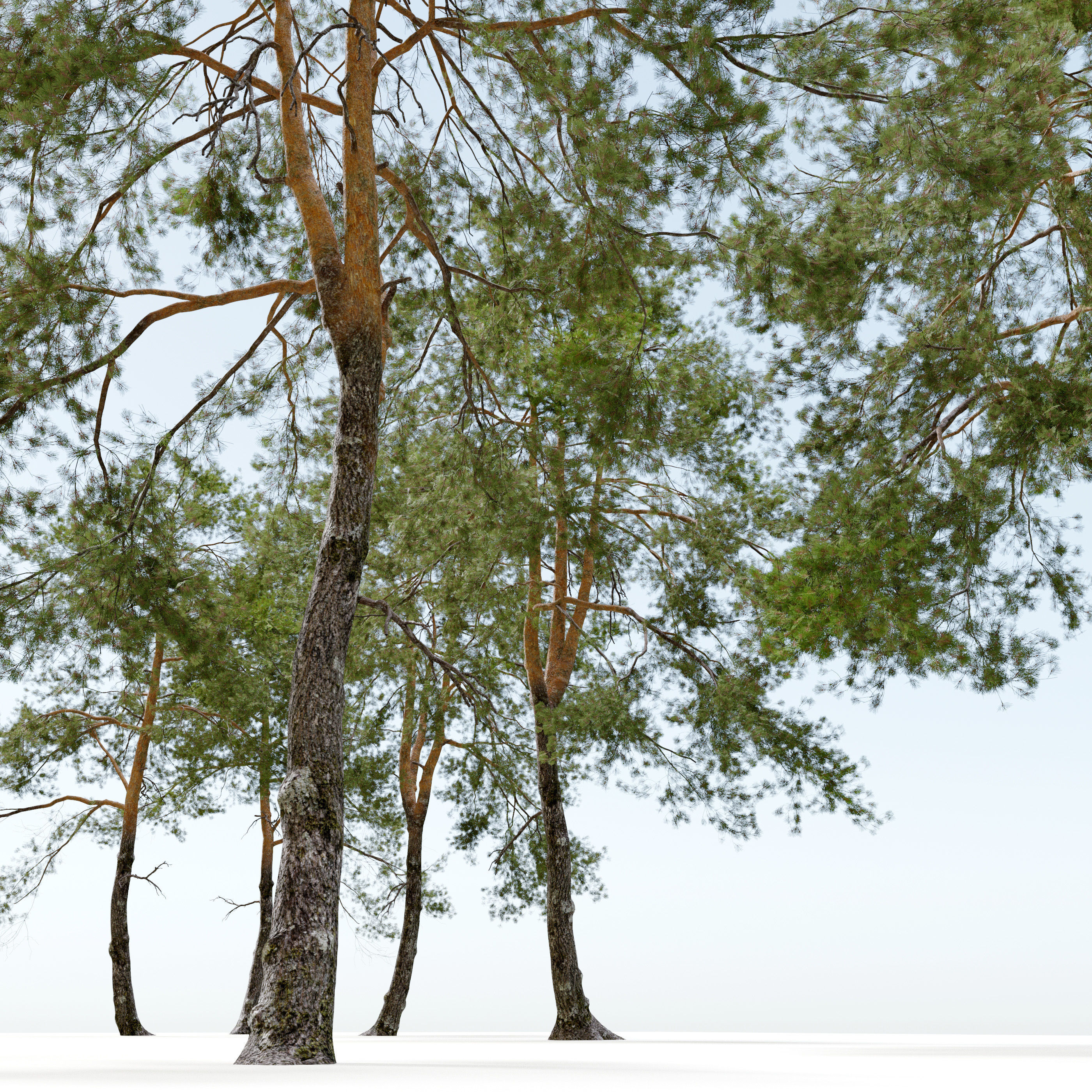 Pinus sylvestris 06 3D model_3