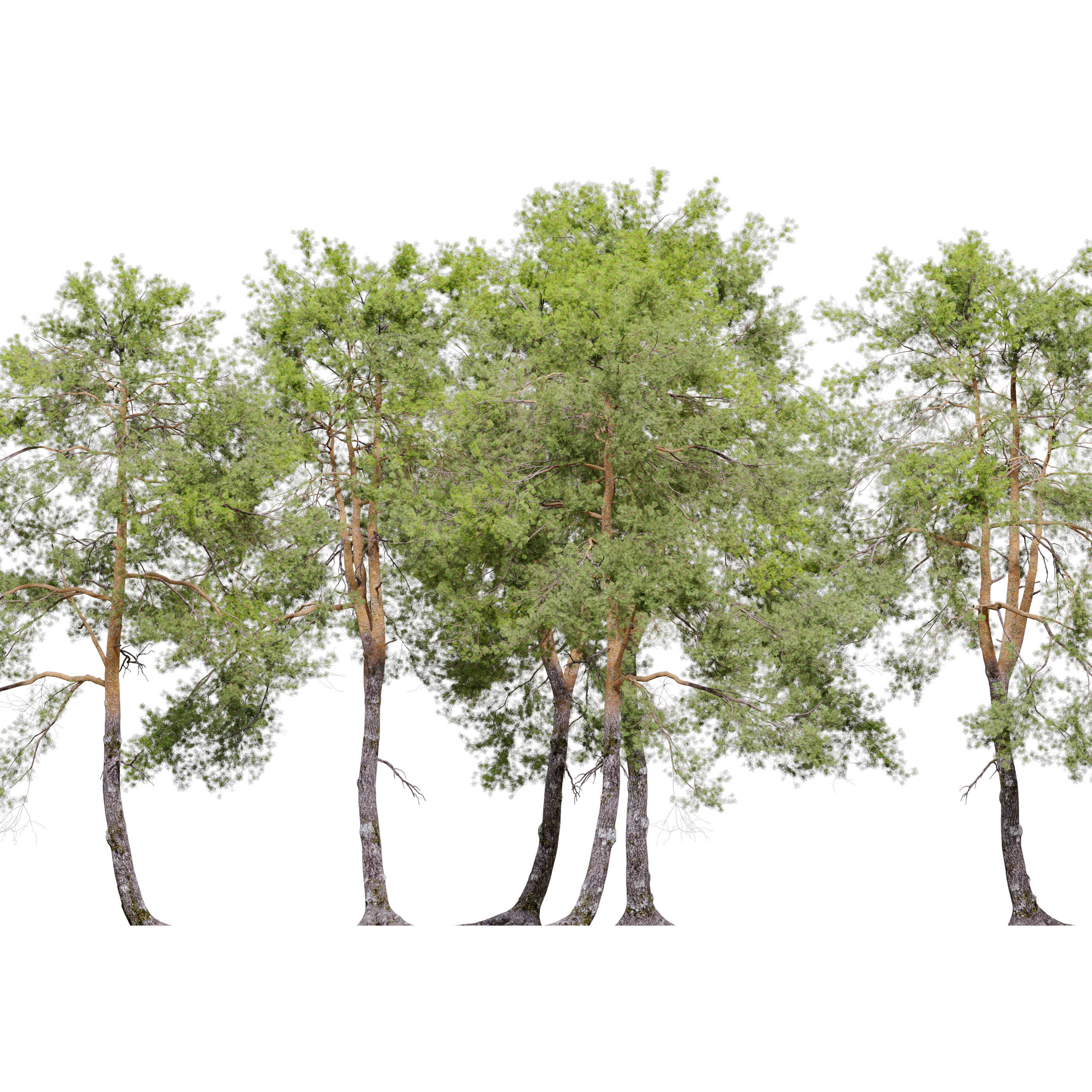 Pinus sylvestris 06 3D model_2