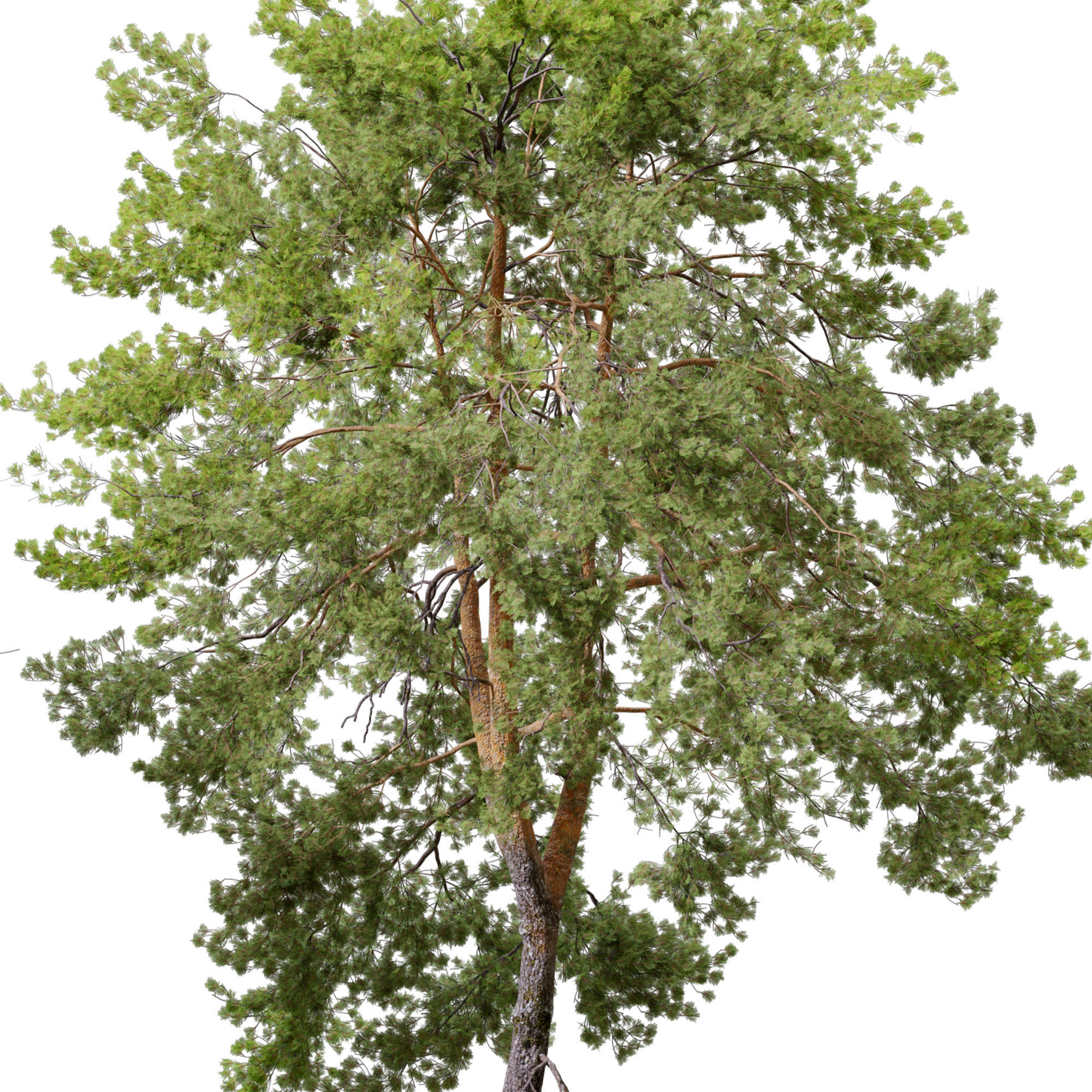 Pinus sylvestris 06 3D model_5