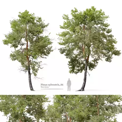 Pinus sylvestris 06 3D model