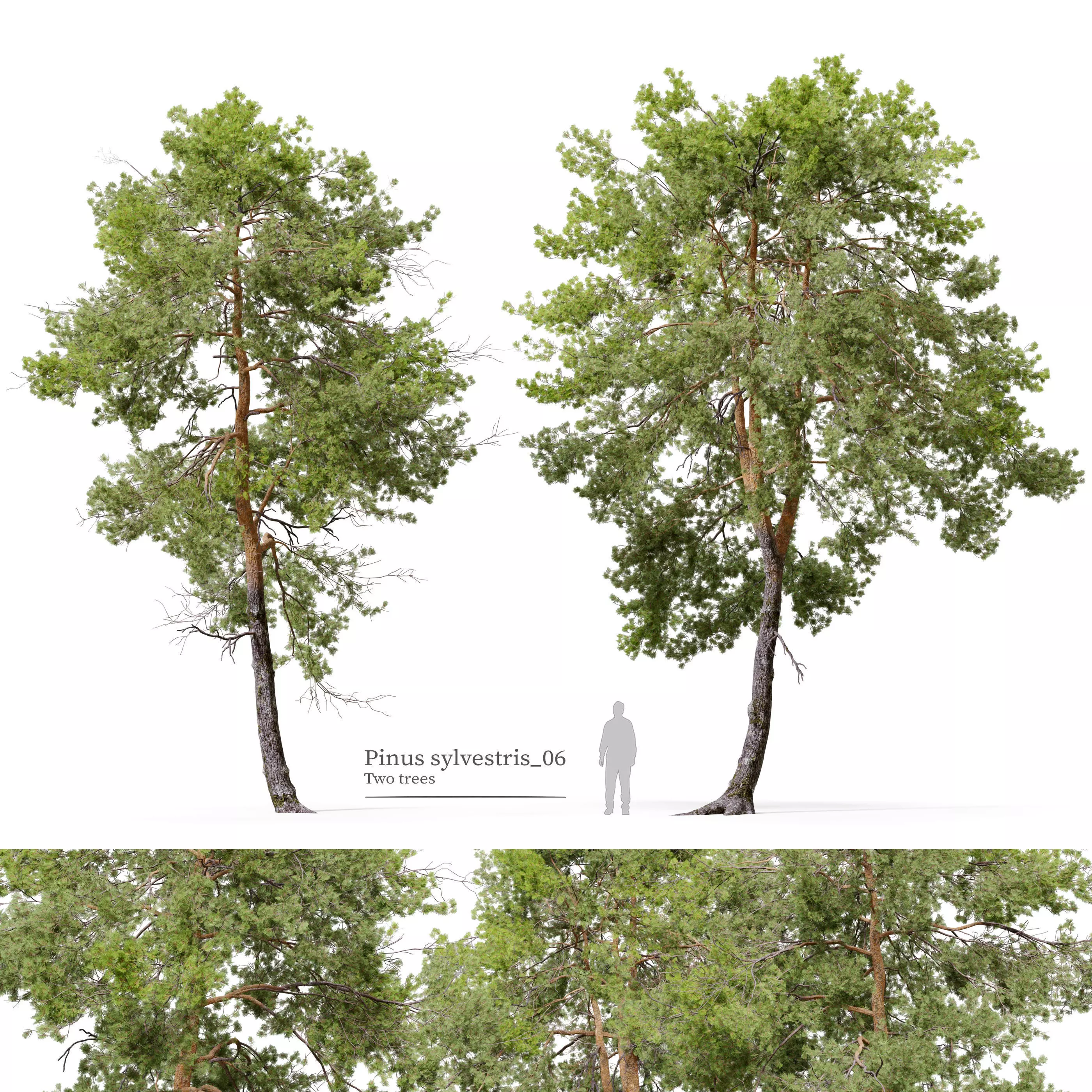 Pinus sylvestris 06 3D model_0