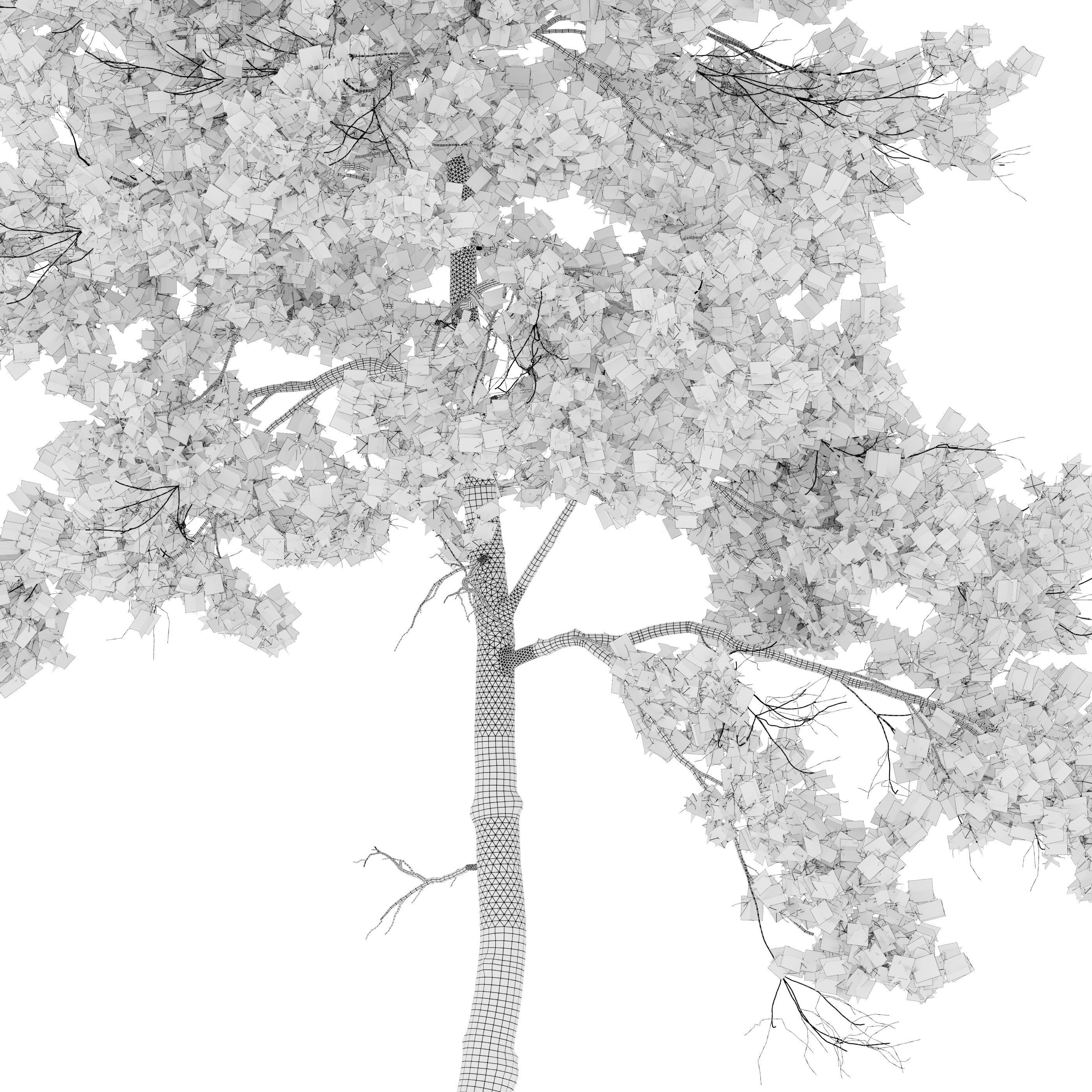 Pinus sylvestris 06 3D model_6