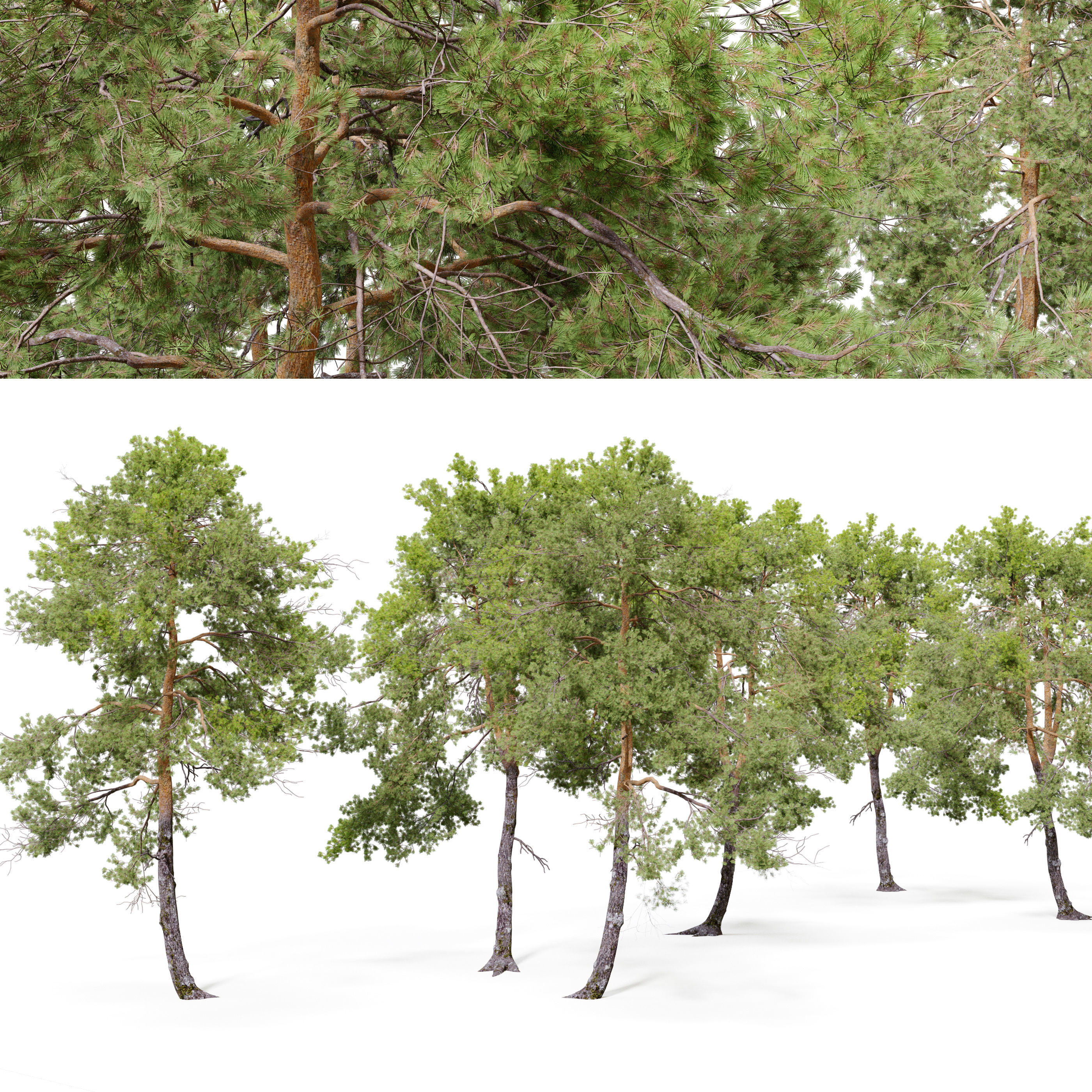 Pinus sylvestris 06 3D model_4