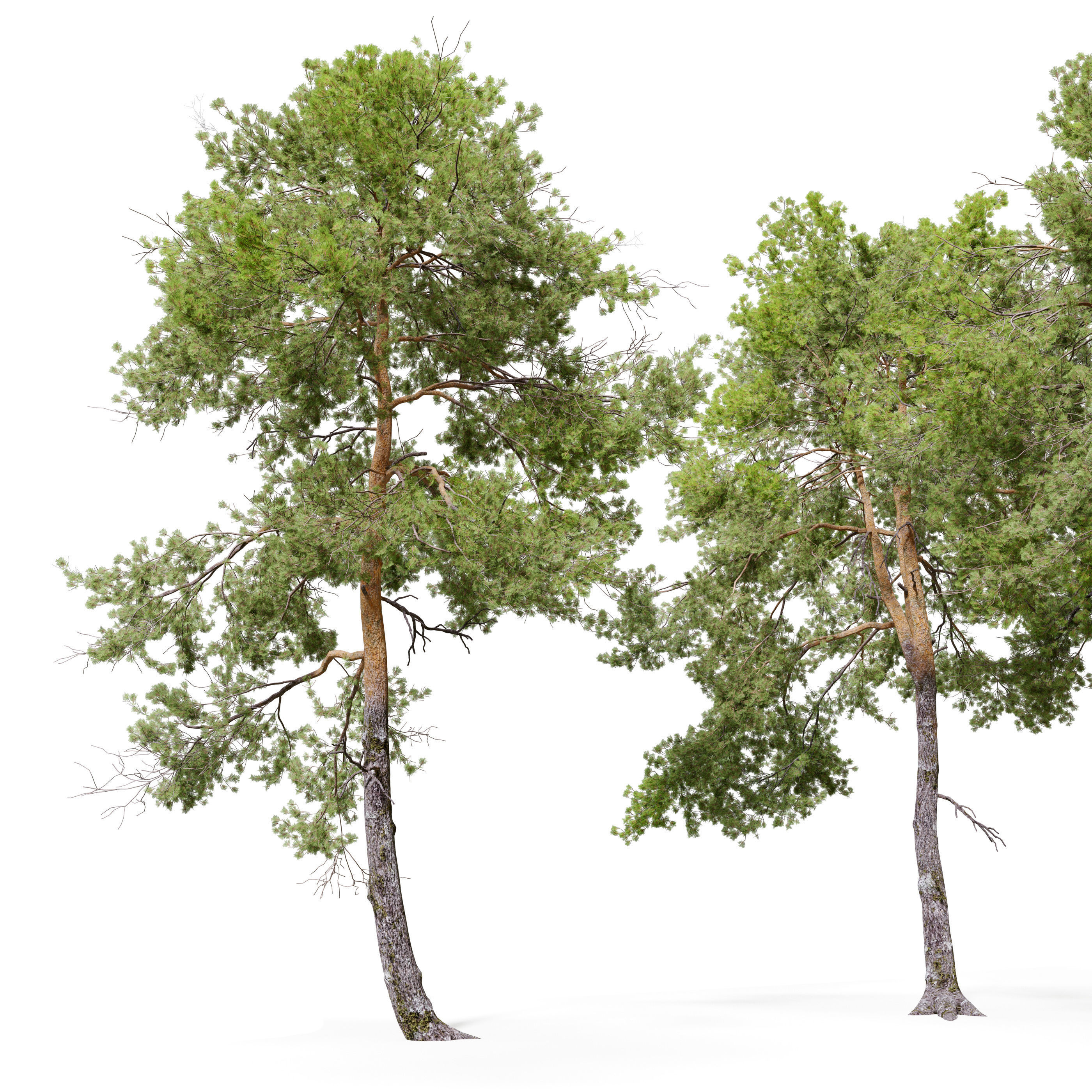 Pinus sylvestris 06 3D model_1
