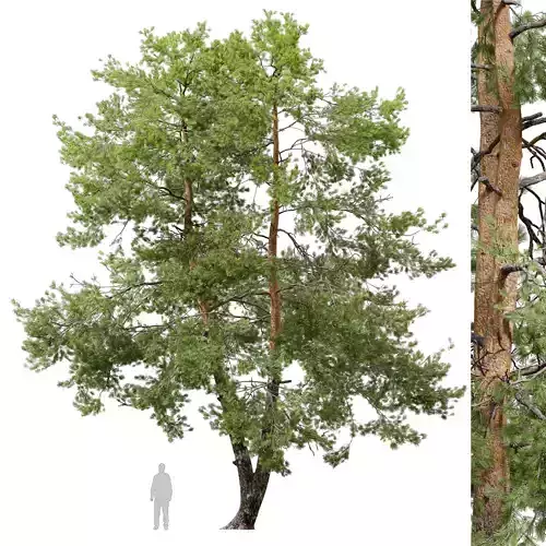 Pinus sylvestris 07 3D model