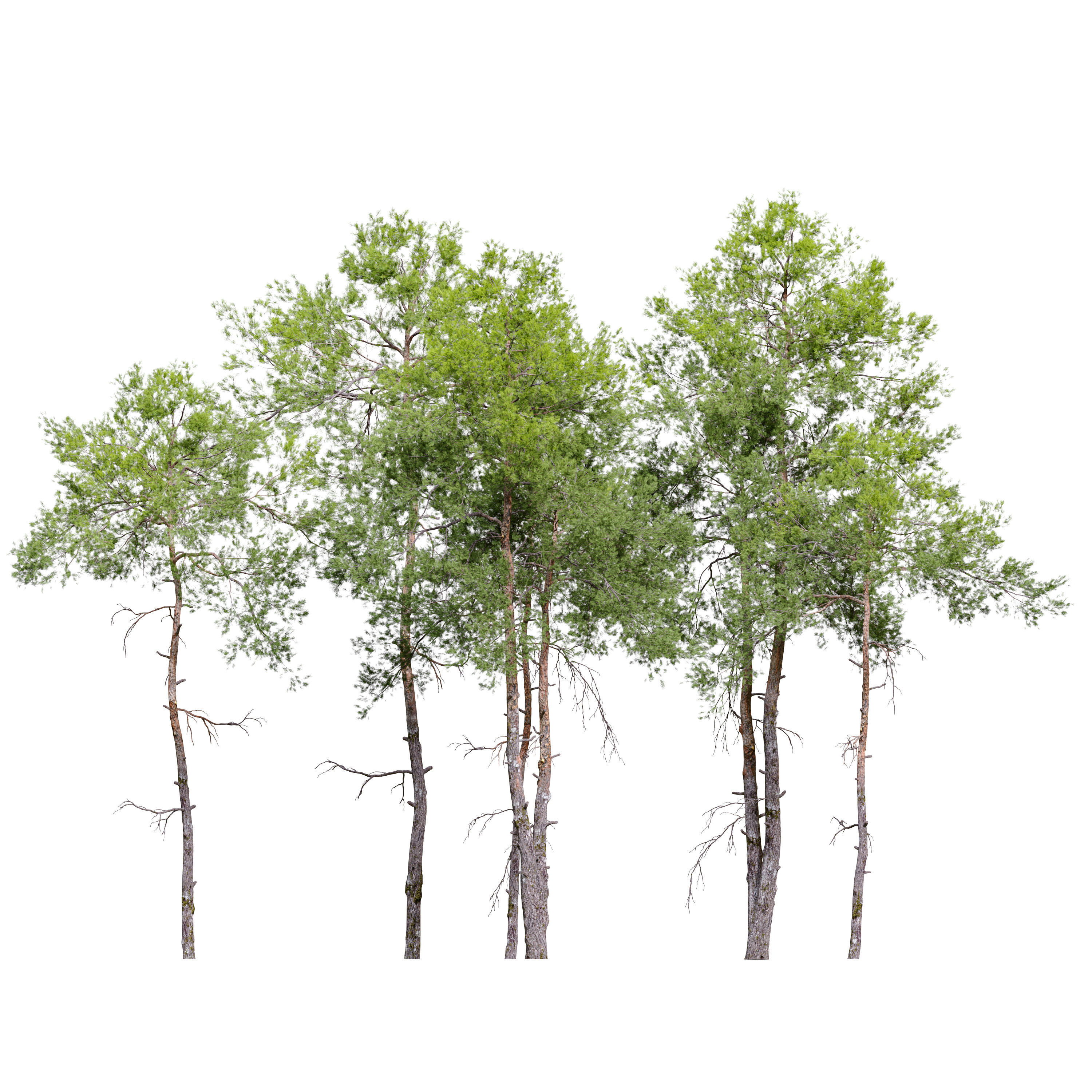 Pinus sylvestris 08 3D model_1
