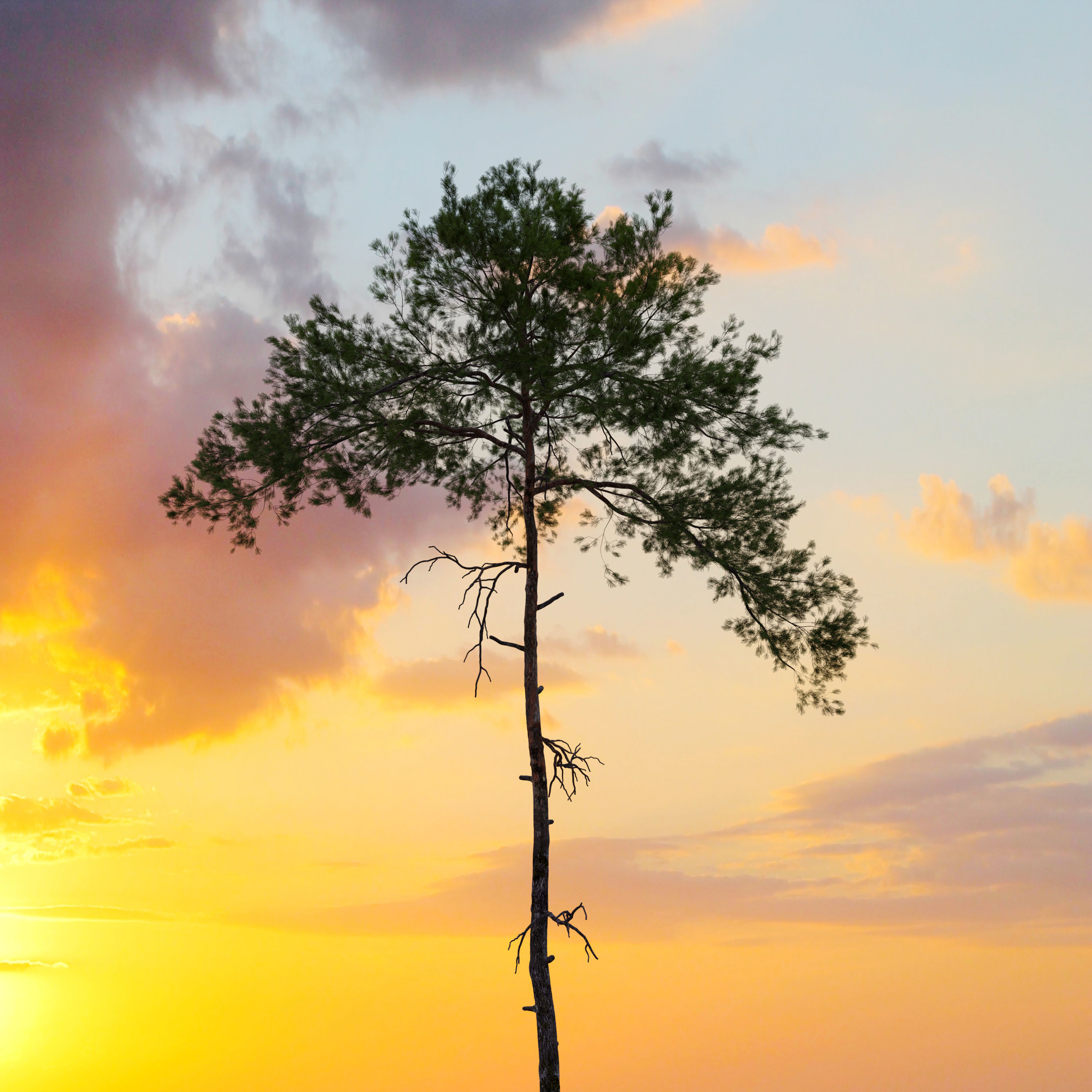 Pinus sylvestris 08 3D model_2